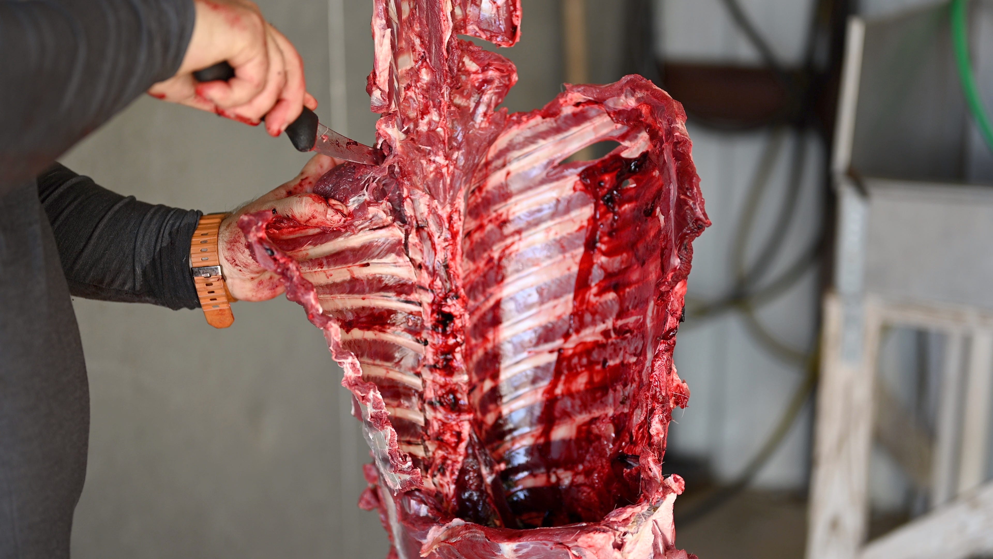 Field to Plate - Removing a Bone- In Rib Roast 